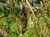 Deilephila elpenor